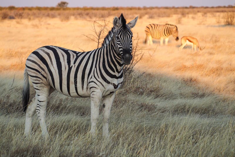 Bergsebra, Equussebra i den Etosha nationalparken, Namibia fotografering för bildbyråer Bergsebra, Equussebra i den Etosha nationalparken, Namibia fotografering för bildbyråer