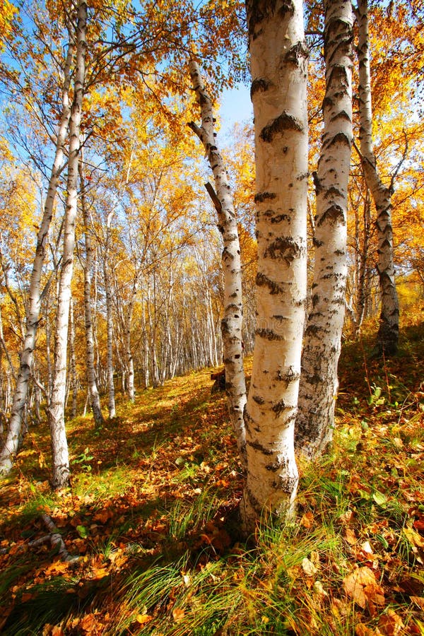 Berk in de herfst royalty-vrije stock afbeeldingen Berk in de herfst royalty-vrije stock afbeeldingen