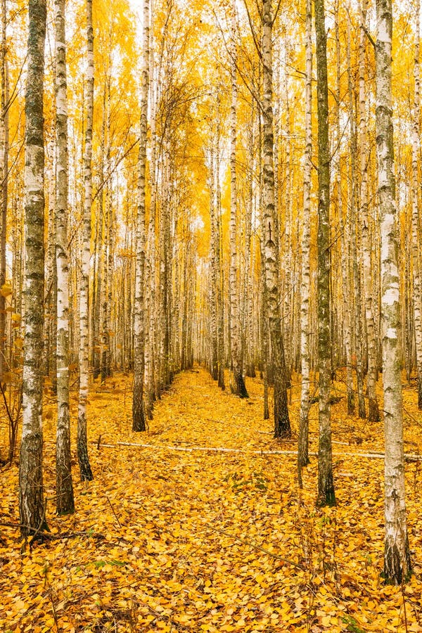 Berkbomen in Autumn Woods Forest Yellow Foliage Russisch Voorst gedeelte stock fotografie Berkbomen in Autumn Woods Forest Yellow Foliage Russisch Voorst gedeelte stock fotografie