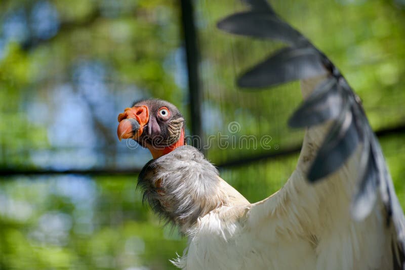 Berlin, Germany - May 07, 2016: King Vulture at Berlin Zoo, that is a great attraction in the city. There are more than 15 thousand rare birds and animals. Berlin, Germany - May 07, 2016: King Vulture at Berlin Zoo, that is a great attraction in the city. There are more than 15 thousand rare birds and animals.