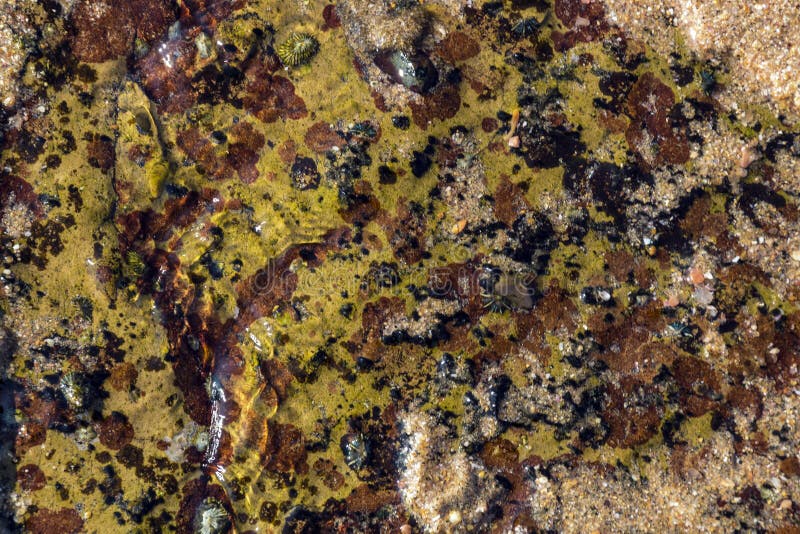 Bernaches et Lichen Pattern et textures colorés sur Shoreline photo stock Bernaches et Lichen Pattern et textures colorés sur Shoreline photo stock