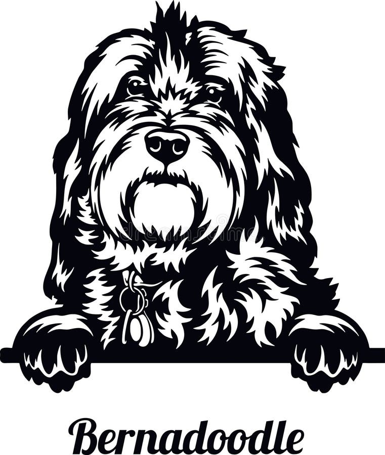 259 Bernie Doodle Royalty-Free Images, Stock Photos & Pictures