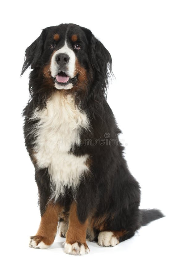 Berner sennen dog stock photo. Image of cute, friendship 16358212