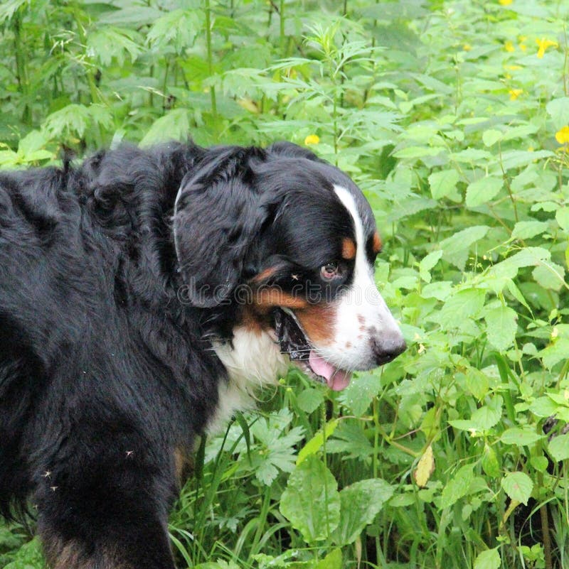 Berner Sennenhund. My Favorite Dog! Stock Image Image of beauty, healthy 104208919