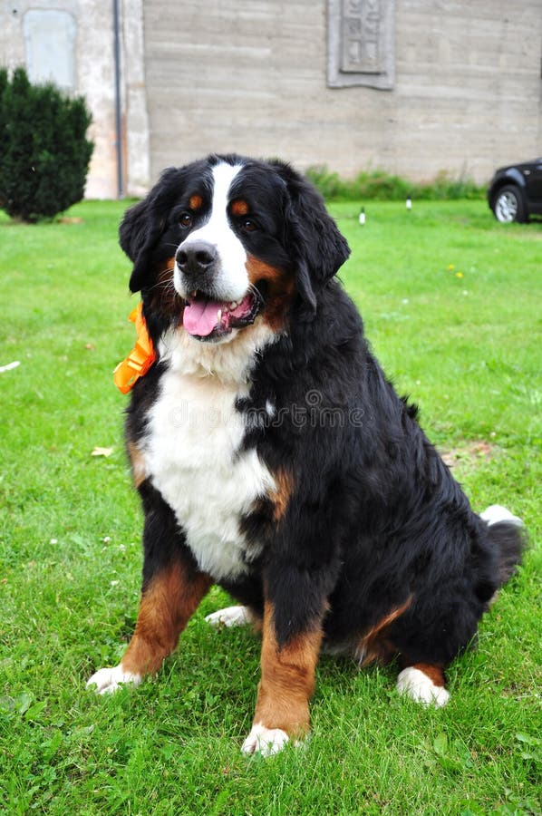 Bernese berghund arkivbilder Bernese berghund arkivbilder