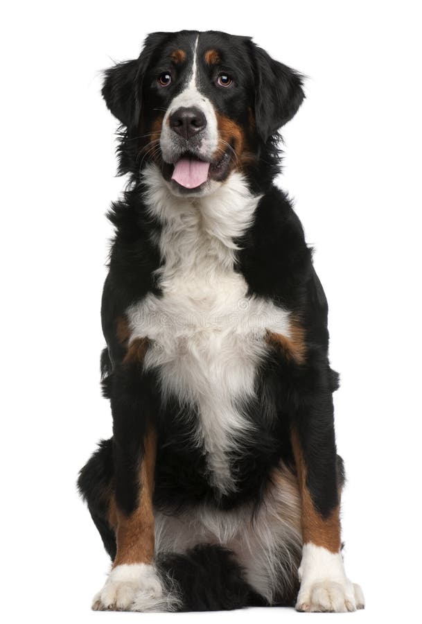 bernese mountain dog