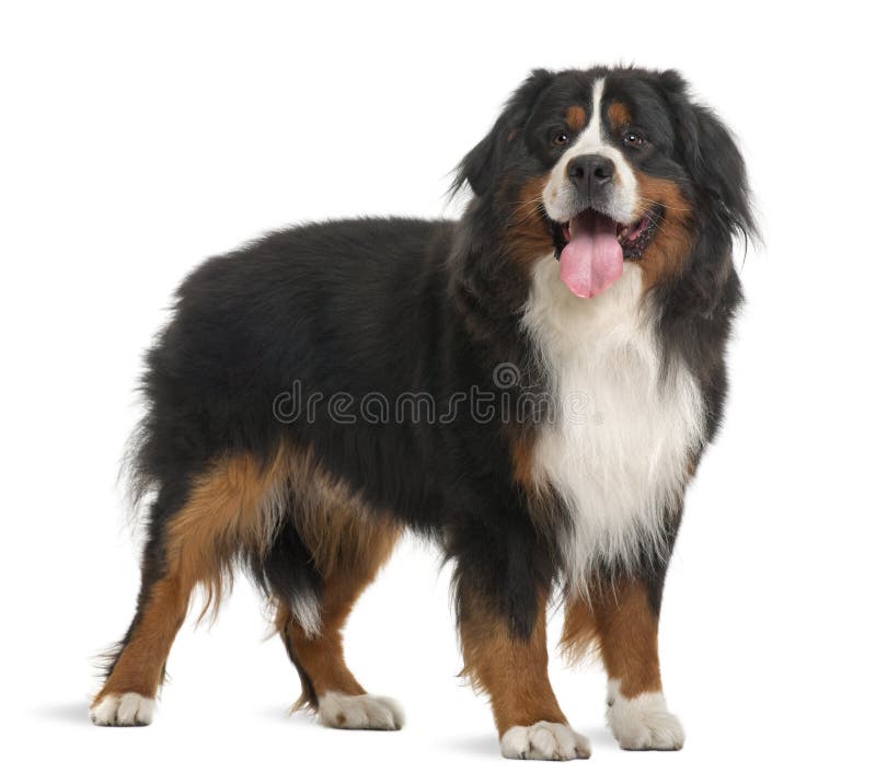 Bernese Mountain Dog, 3 years old, standing
