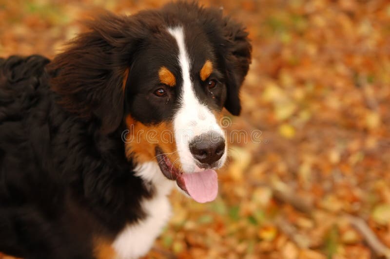Bernese mountain dog stock photo. Image of companion, puppy 2682172