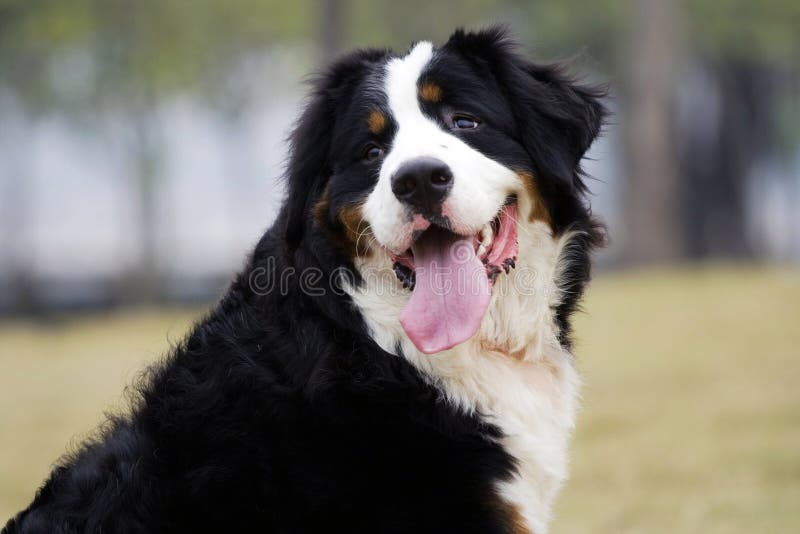 Bernese Mountain Dog