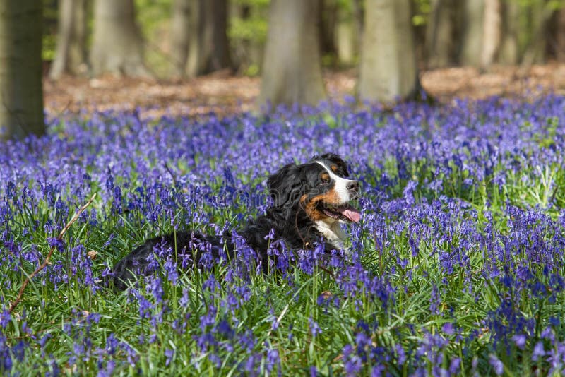Bernese mountain dog and bluebells at Hallerbos woods