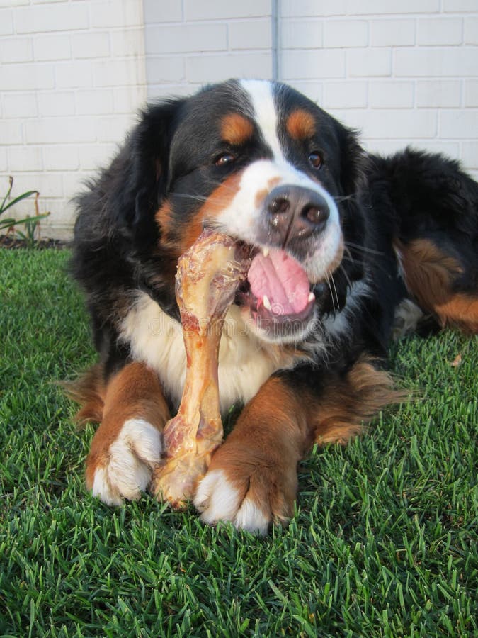 Bernese Mountain Dog Chewing Bone