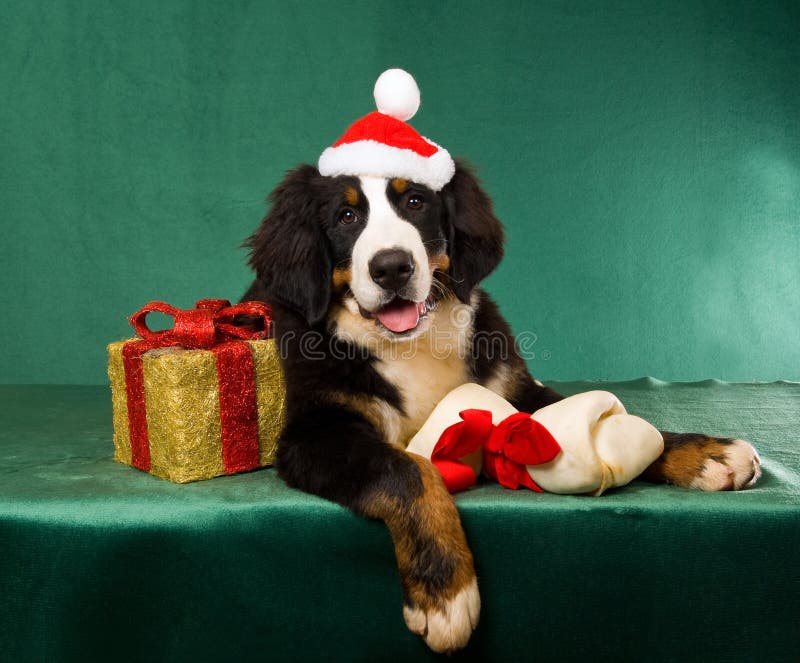 Bernese Mountain Dog with Christmas gifts