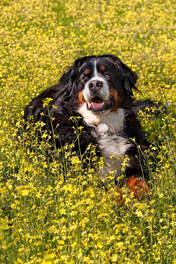 Bernese Mountain Dog portrait in flowers scenery - Vertical