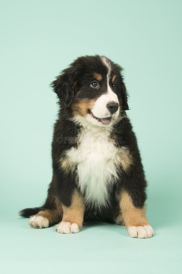 Bernese Mountain Dog puppy on green background