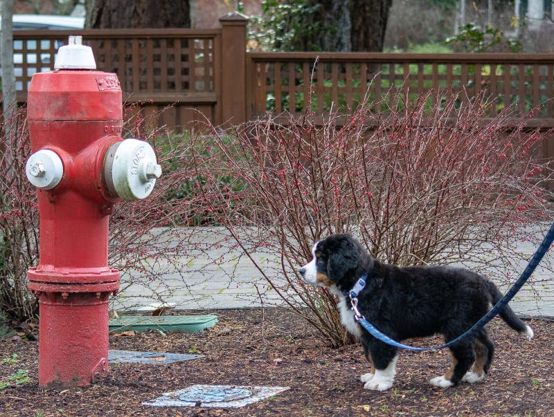 Bernese mountain dog puppy staring at a fire hydrant