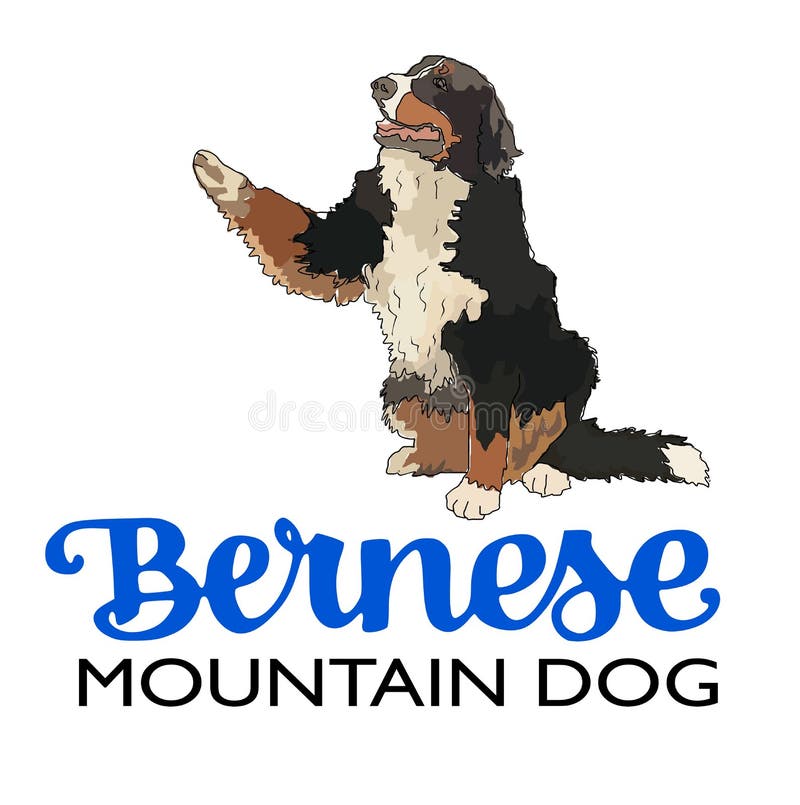 Bernese Mountain Dog Stock Illustrations – 779 Bernese Mountain Dog ...