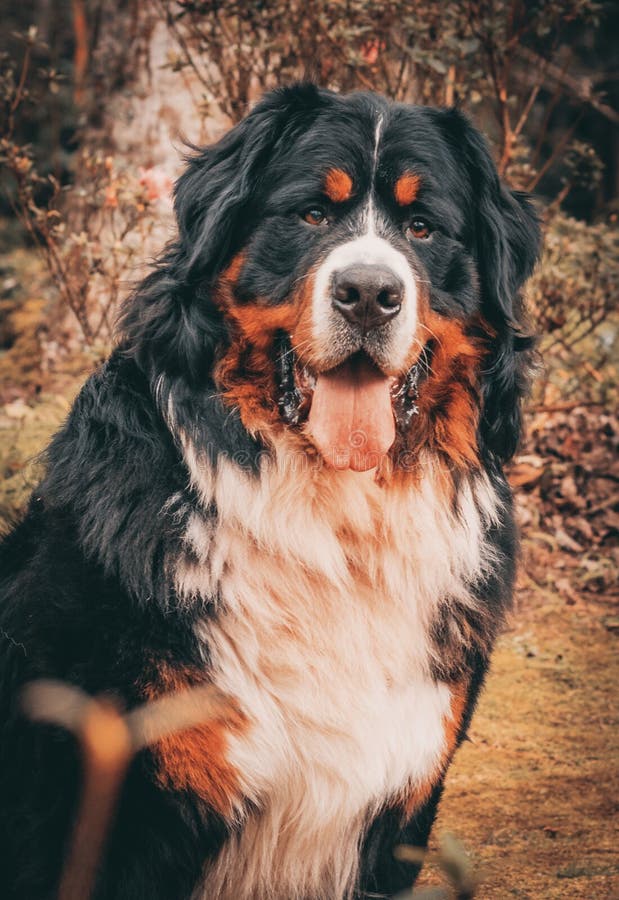 Bernese Mountain Dog, Sheepdog Outdoors, Cute and Playful Stock Image - Image of breed, park