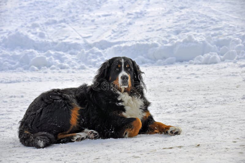 Bernese Mountain Dog In Snow Stock Photo Image 23187160