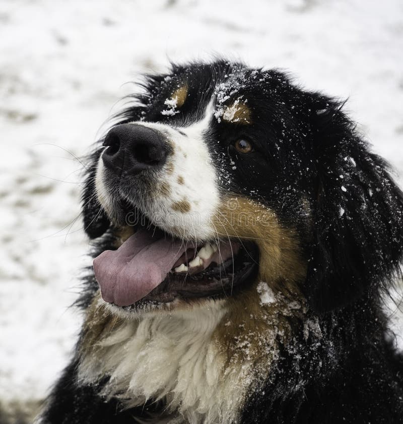 Bernese Mountain Dog in the Snow Stock Photo Image of canine, smile 210447584
