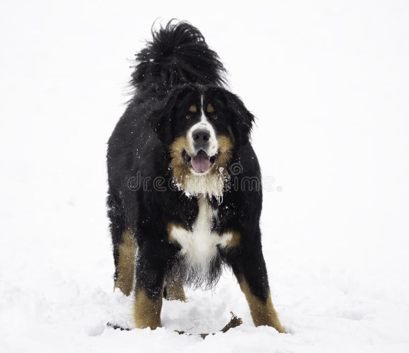 Bernese Mountain Dog in the Snow Stock Image Image of adorable