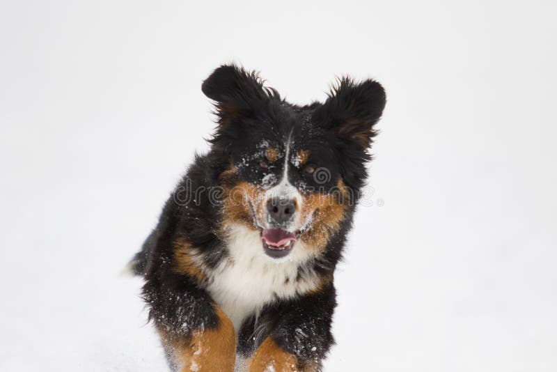 Bernese Mountain Dog in the Snow in Winter Stock Photo Image of friendly, friendship 111337076