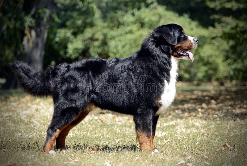 Bernese Mountain Dog Standard in a Park Stock Image Image of friendly