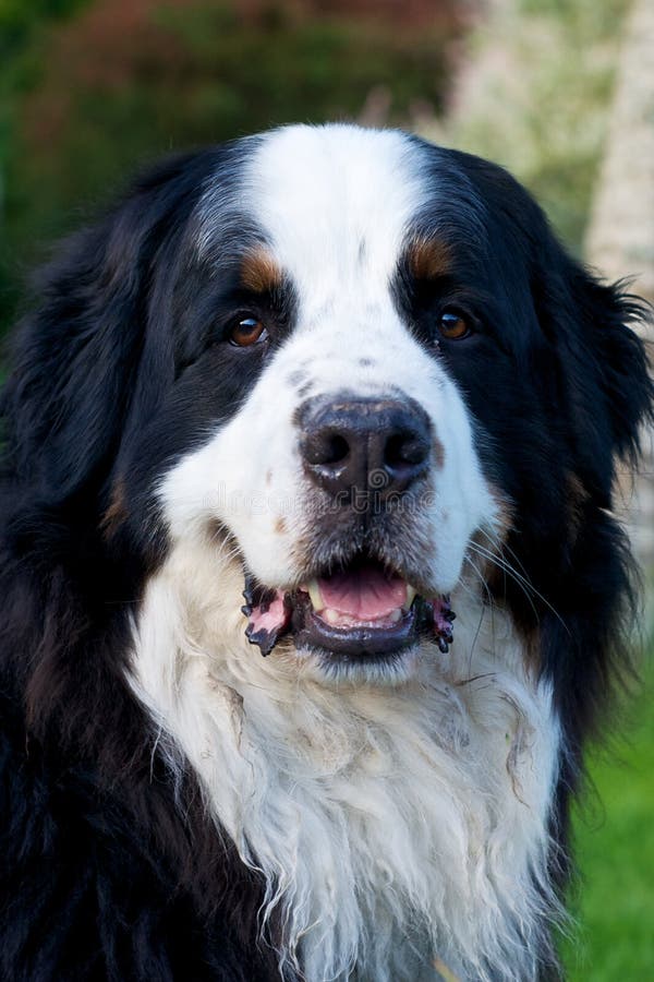 Bernese Mountaindog ono uśmiecha się kamera zdjęcia royalty free Bernese Mountaindog ono uśmiecha się kamera zdjęcia royalty free