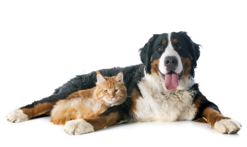 Retrato de pura raza Bernés montana el perro mapache gato antes blanco.