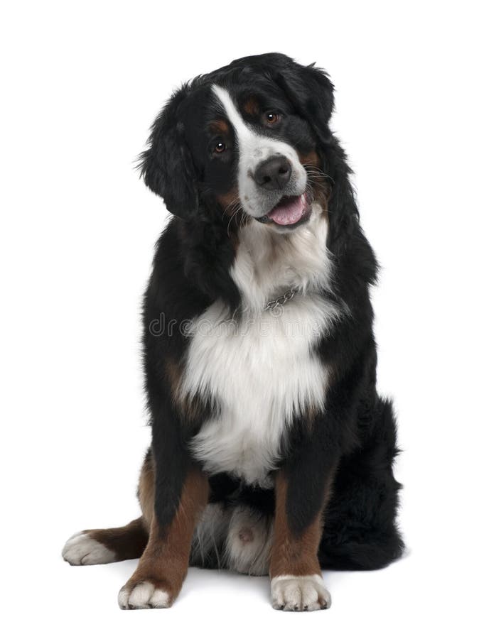 Bernese Mountain Dog, 1 year old, sitting in front of white background. Bernese Mountain Dog, 1 year old, sitting in front of white background