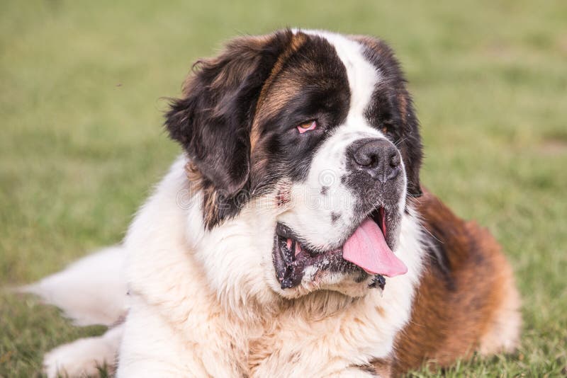 BernhardinerHund, Der In Belgien Wohnt Stockfoto Bild von hund