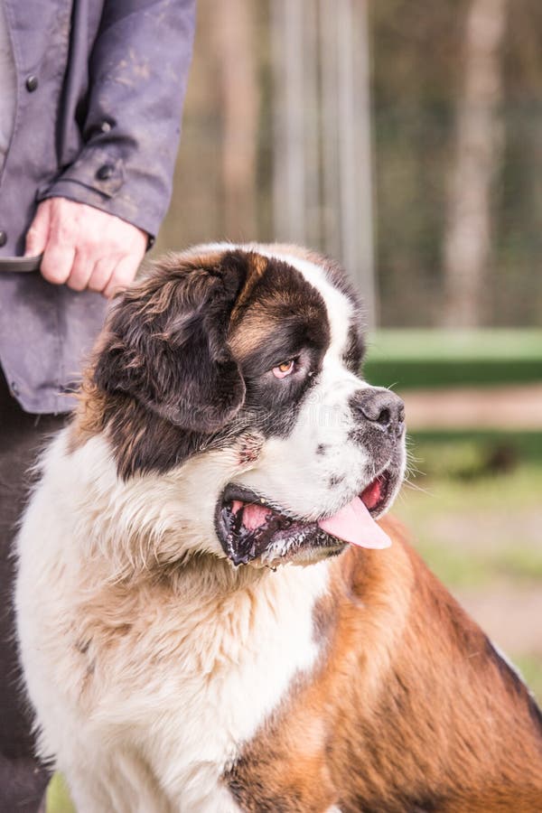 Bernhardiner-Hund, Der In Belgien Wohnt Stockfoto - Bild ...