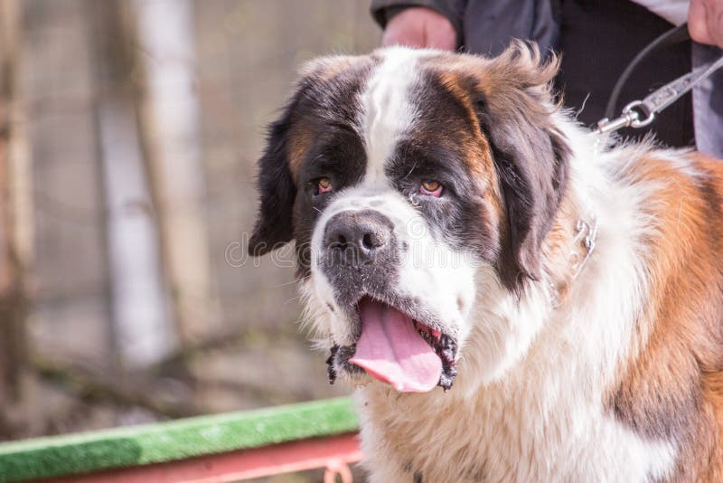 BernhardinerHund, Der In Belgien Wohnt Stockfoto Bild von hund
