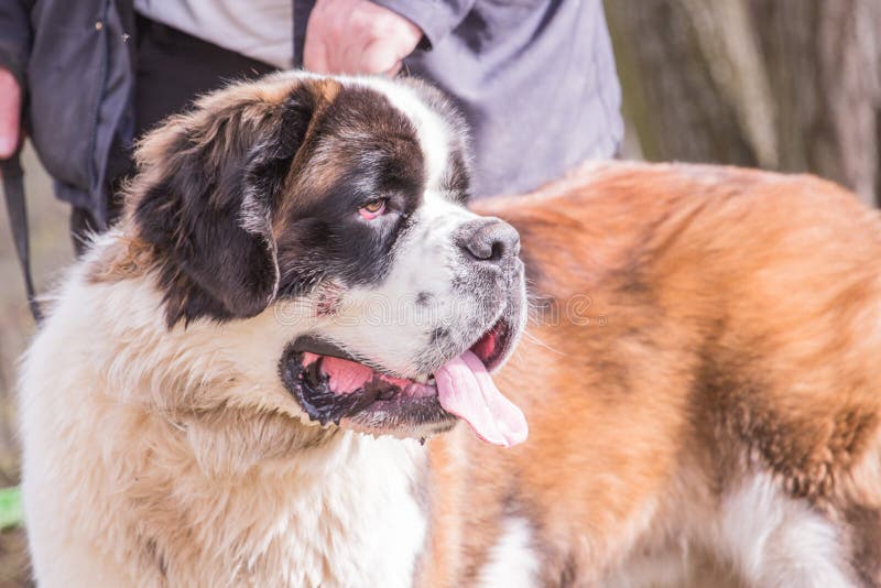 BernhardinerHund, Der In Belgien Wohnt Stockfoto Bild von hund
