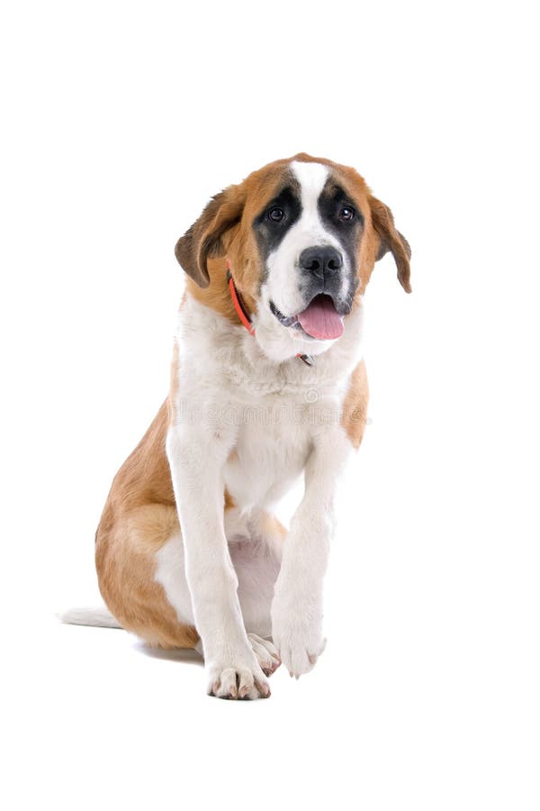 BernhardinerHund, Der Tatze Anhebt Stockbild Bild von erhöhung, rest