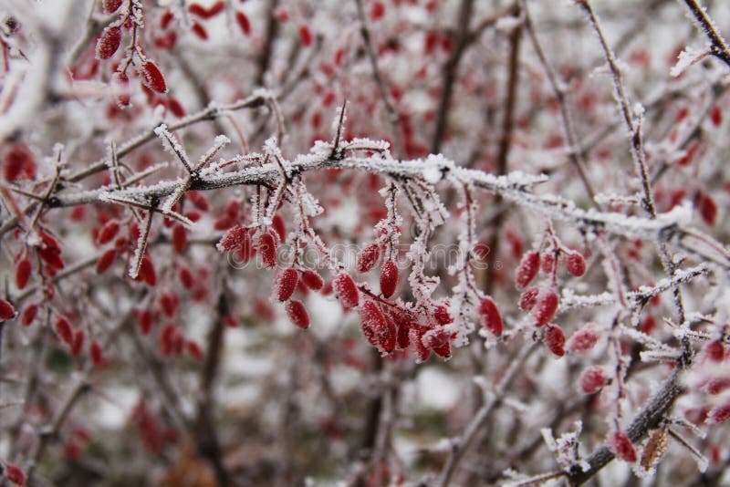 The berries of barberry in the frost in winter day, Central Russia royalty free stock photo The berries of barberry in the frost in winter day, Central Russia royalty free stock photo