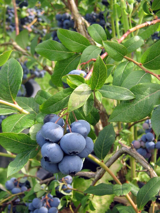 The berries of the bilberry