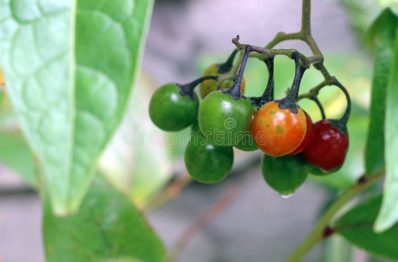 Bittersweet Nightshade Berries Stock Image Image of blue, bindweed