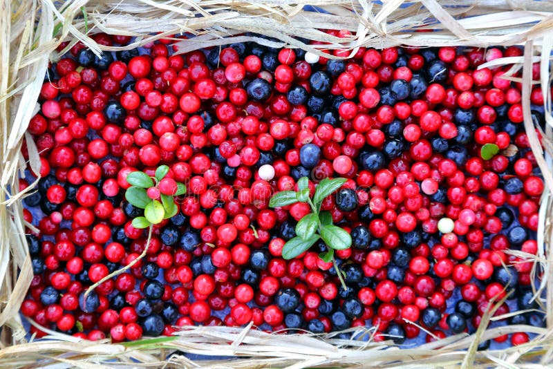 Berries Cranberries and Blueberries Stock Photo Image of health