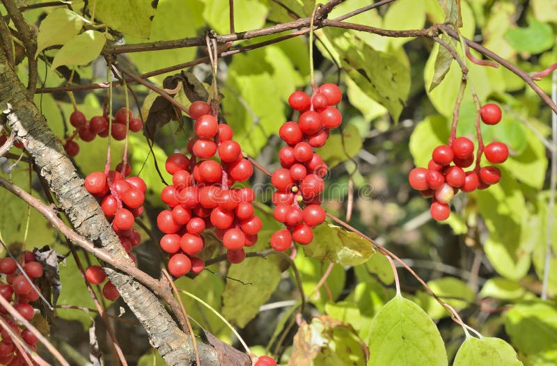 Berries of Far-Eastern plant Schisandra chinensis 2