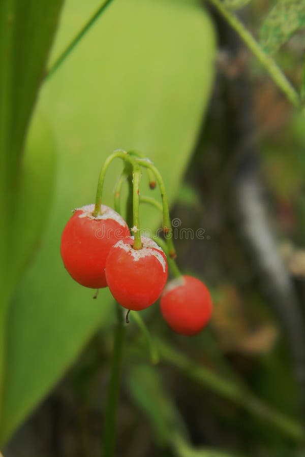 Berries in the forest stock image. Image of summer, green 178177147