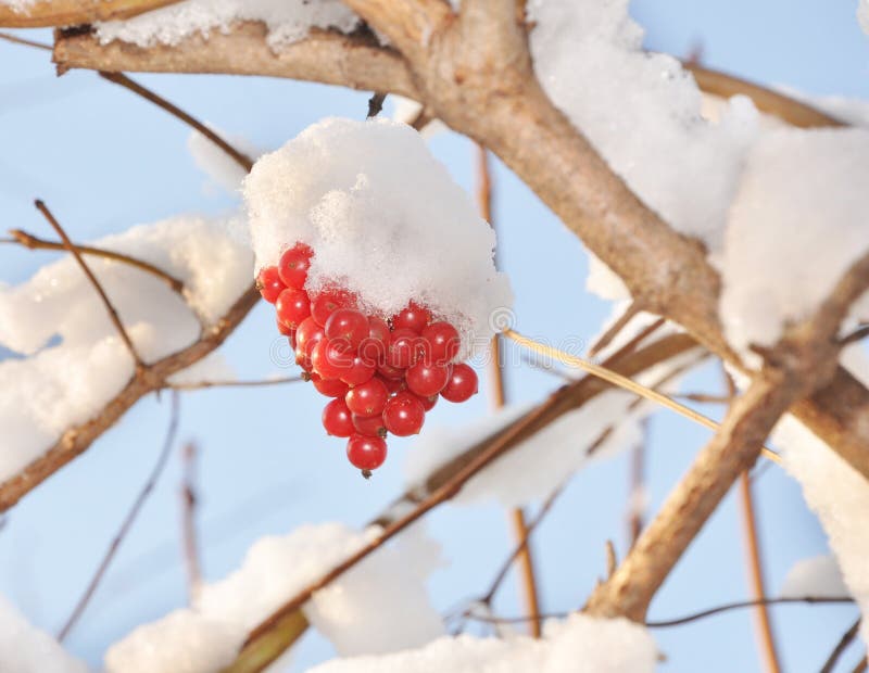 Berries of a guelder-rose under a snow