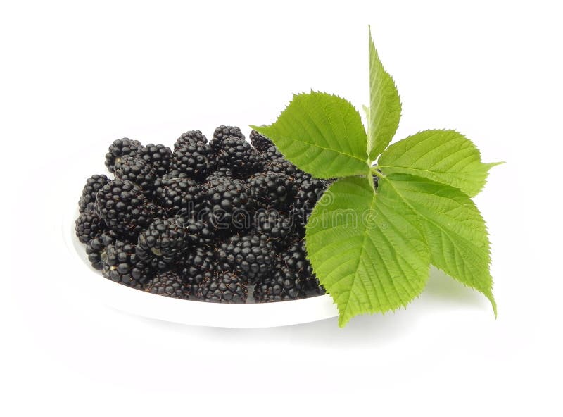 Berries and leaves of blackberry.