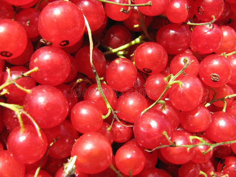 Berries of the red currant