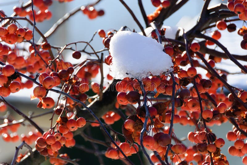 Berries with snow