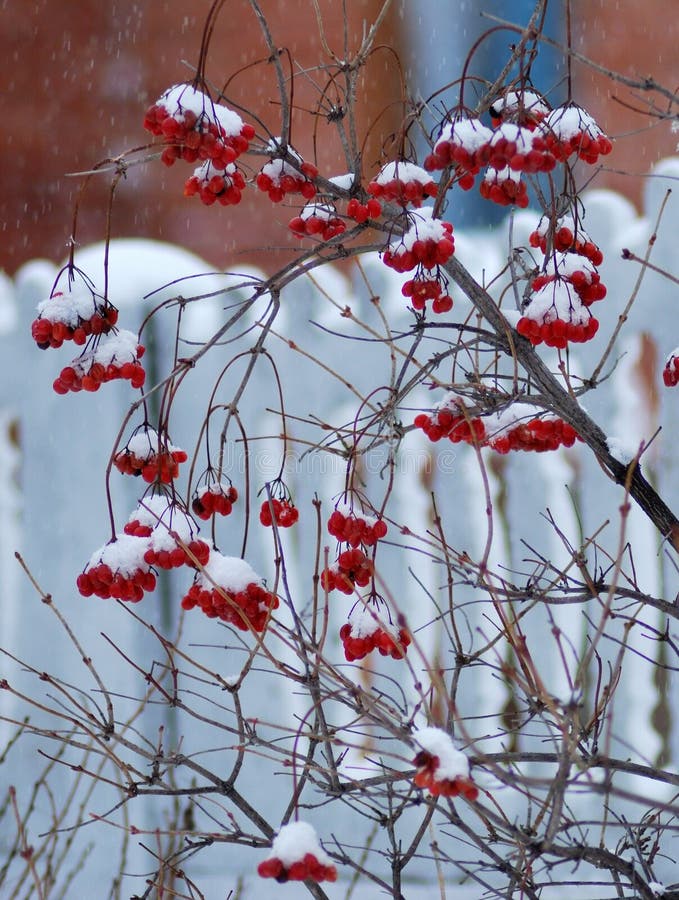 viburnam xmas snow viburnam xmas snow