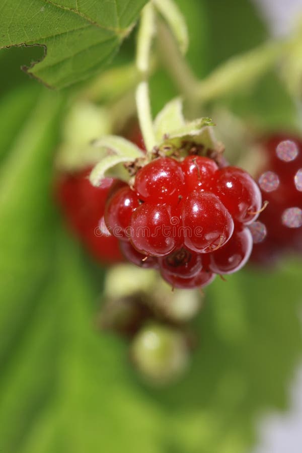 Berries of Wild Brambles on a Branch Stock Photo Image of closeup