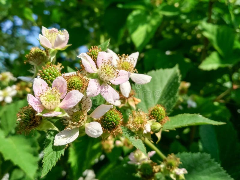 Berry background. Close up of Blackberry flowering bush. Unripe blackberries on the bush with selective focus.