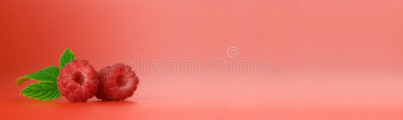 Berry banner royalty free stock images