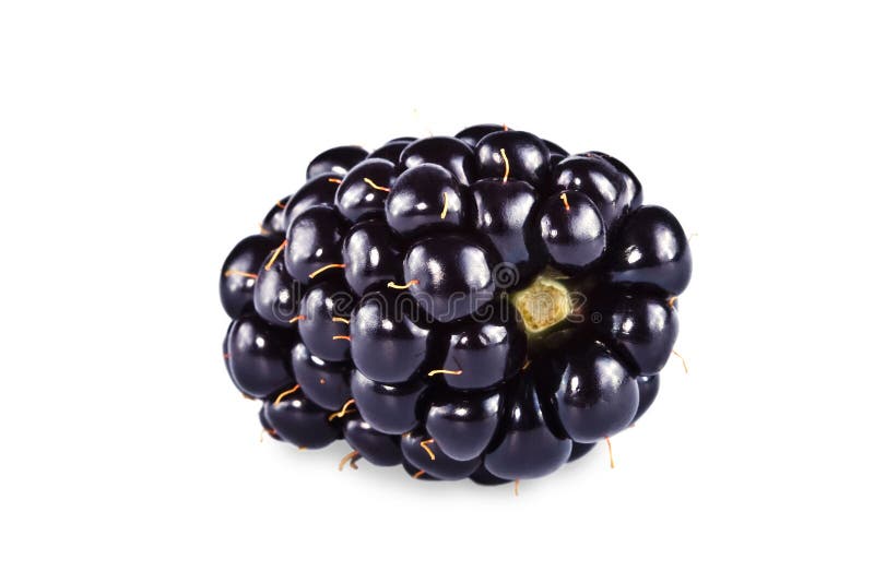 Berry of a blackberry