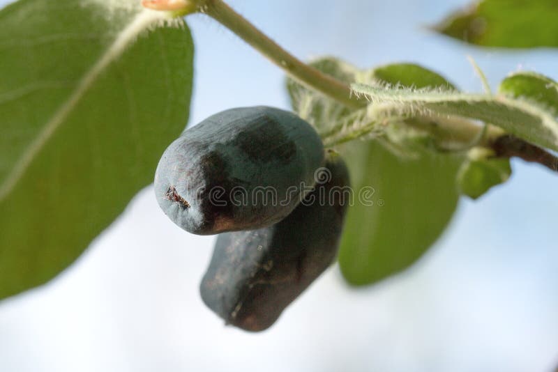 Berry Bush of Honeysuckle Hanging on a Branch Stock Photo Image of
